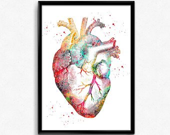 340x270 Anatomical Heart Art Etsy - Human Heart Anatomy Drawing