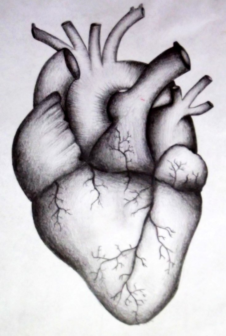 drawing of human heart easy