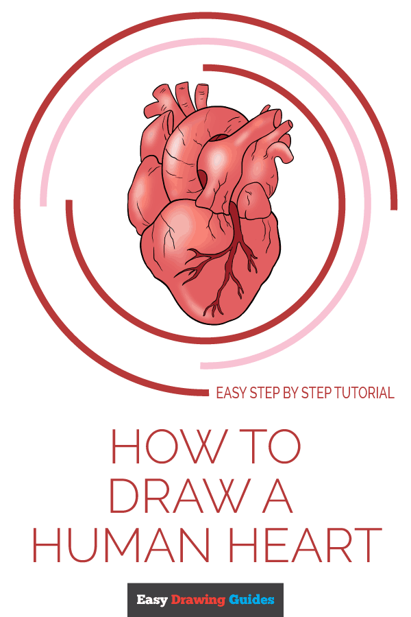 600x900 How To Draw A Human Heart - Human Heart Drawing