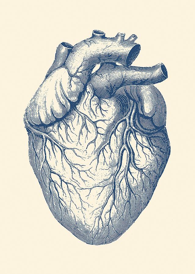 639x900 Human Heart - Human Heart Drawing
