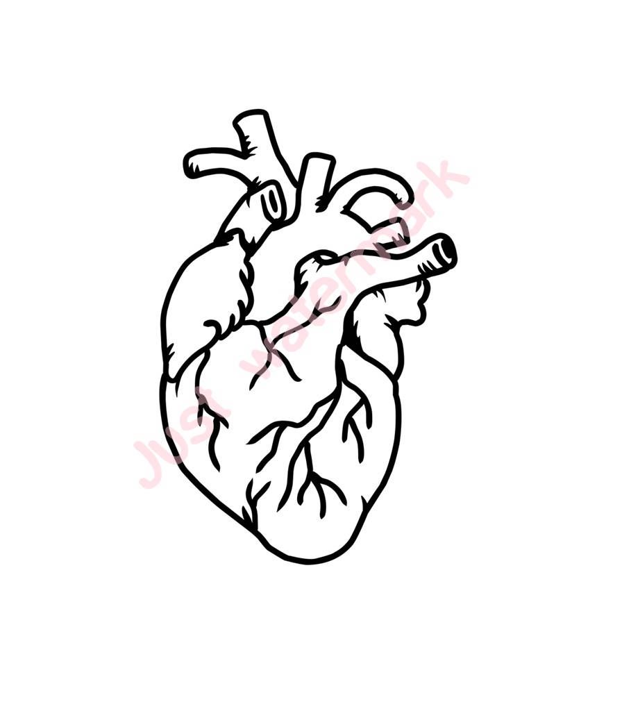 896x1024 Human Heart Line Drawing - Human Heart Drawing