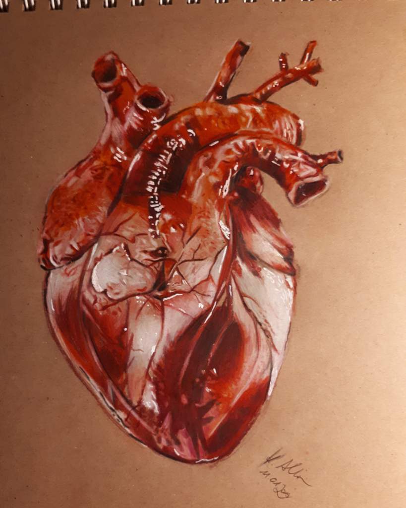 819x1024 Human Heart Drawing American Horror Story Amino - Human Heart Drawing