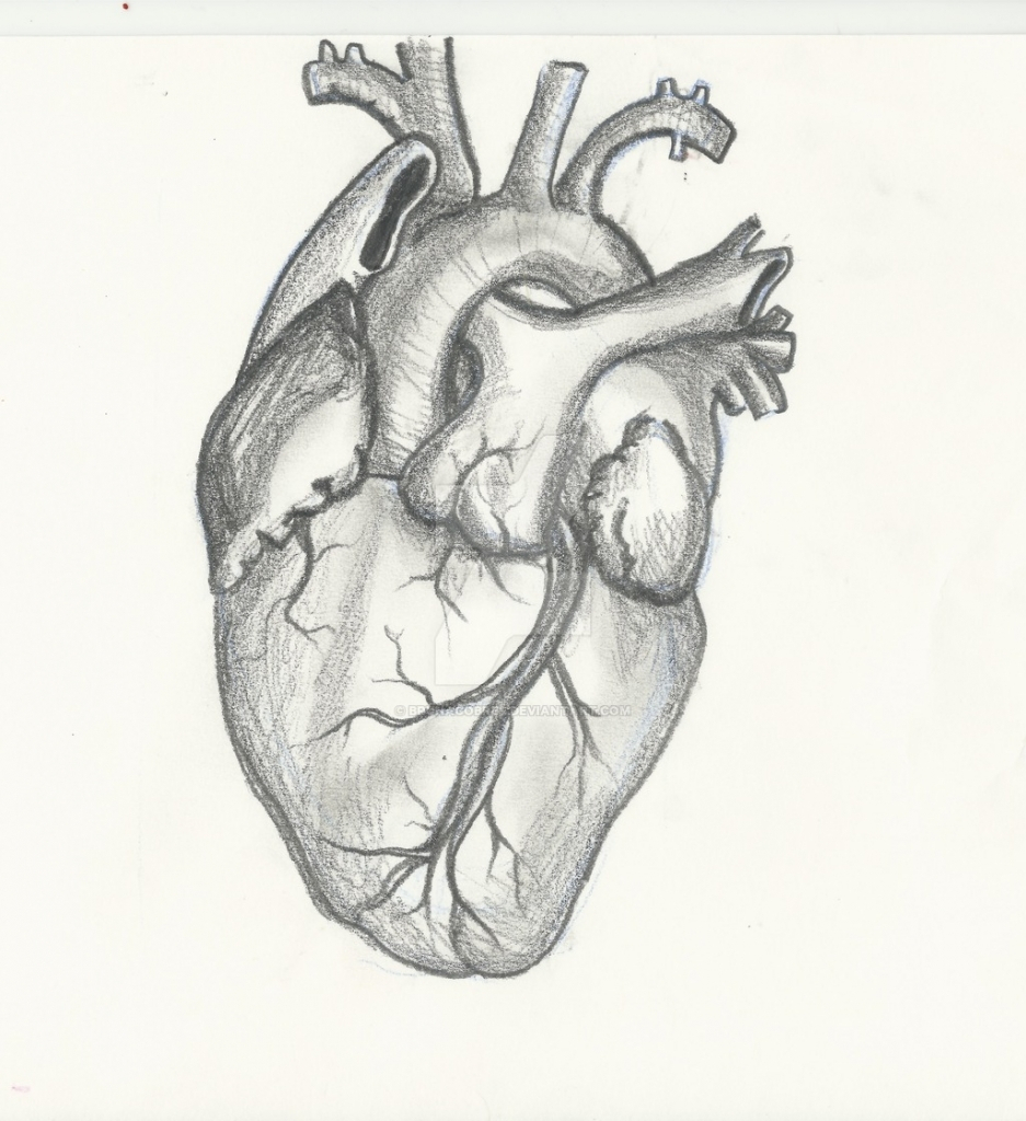 937x1024 pencil drawing of hearts pencil drawing of heart human heart - Human Heart Drawing
