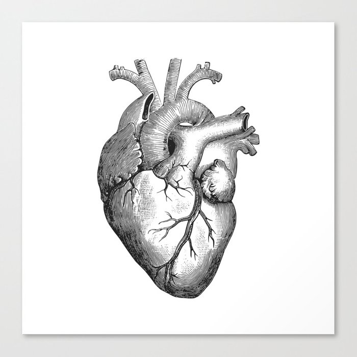 700x700 Real Anatomical Human Heart Drawing Canvas Print - Human Heart Drawing