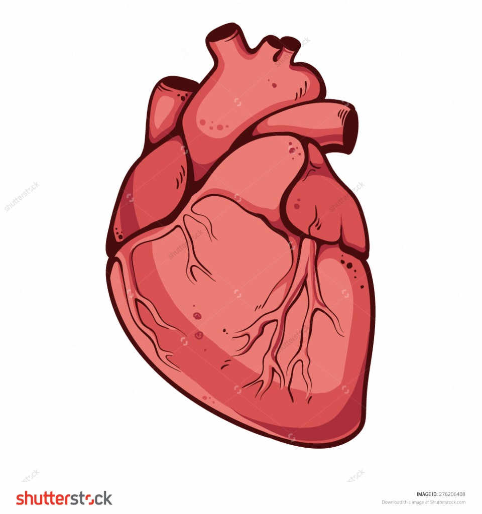 960x1024 Real Human Heart Drawing - Human Heart Drawing