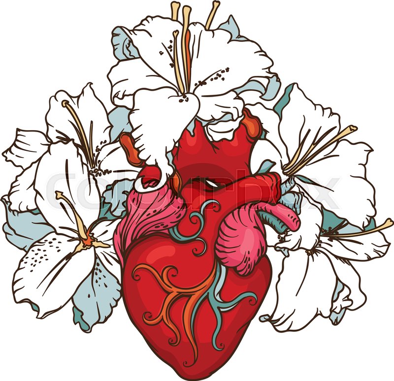 800x773 Stylized Anatomical Human Heart Stock Vector Colourbox - Human Heart Drawing