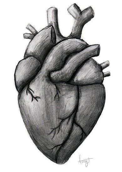 389x550 Pencil Anatomical Heart Drawing Posters - Human Heart Drawing