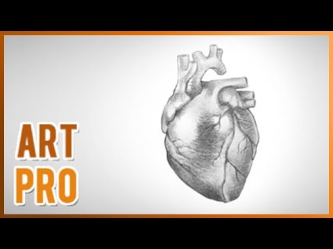 480x360 How To Draw A Realistic Heart Step - Human Heart Drawing Images