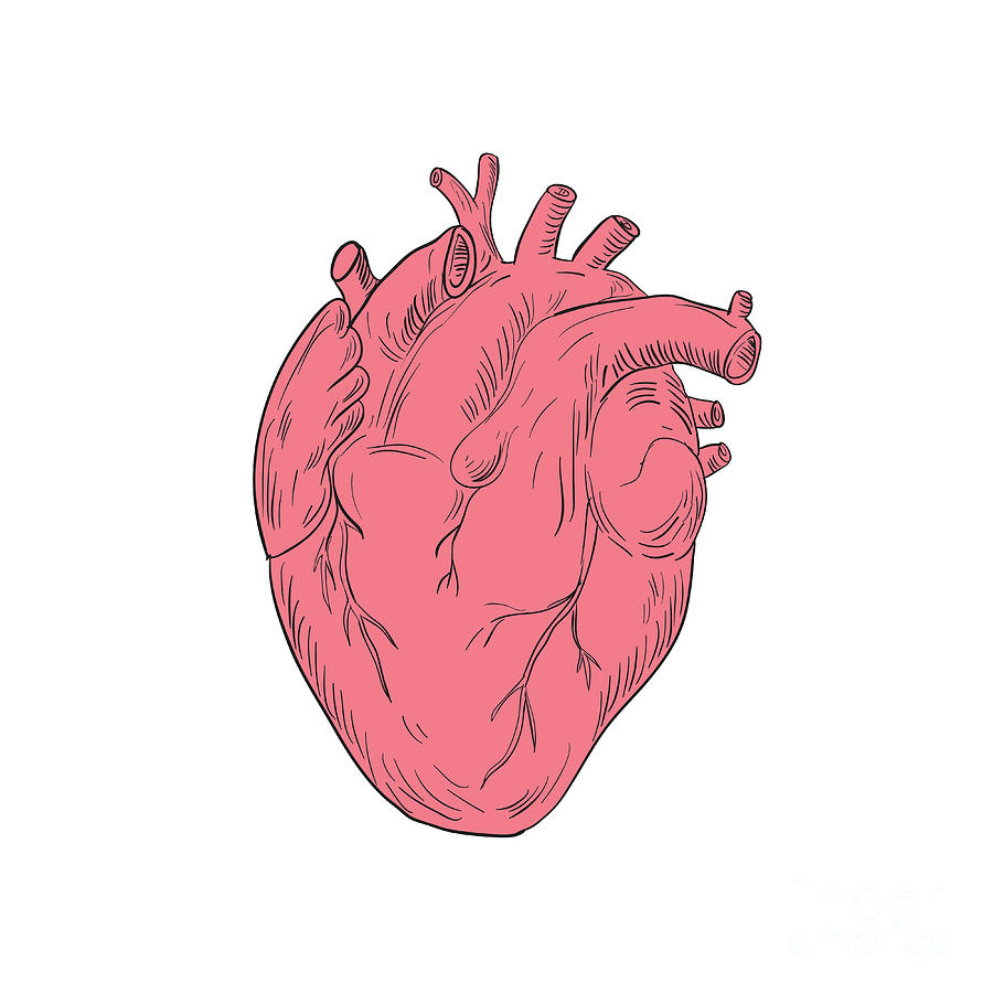 900x900 Human Heart Anatomy Drawing Digital Art - Human Heart Drawing Images