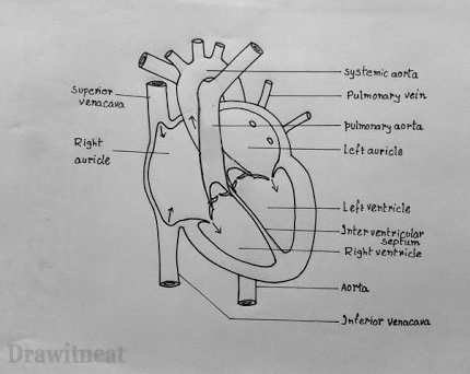 430x342 Photos Drawing Of A Human Heart - Human Heart Drawing Images