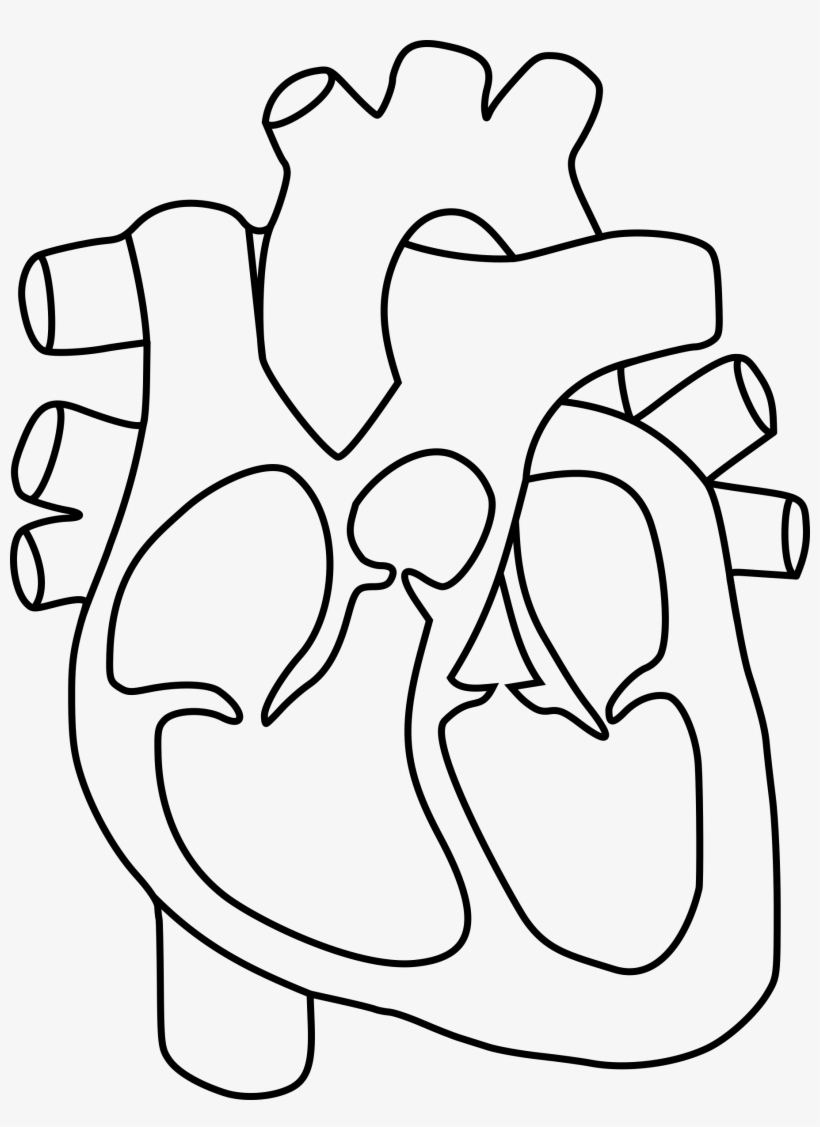820x1127 Real Human Heart Drawing At Getdrawings - Human Heart Drawing Images