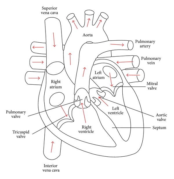 600x617 Transverse Section Of Human Heart - Human Heart Drawing Images