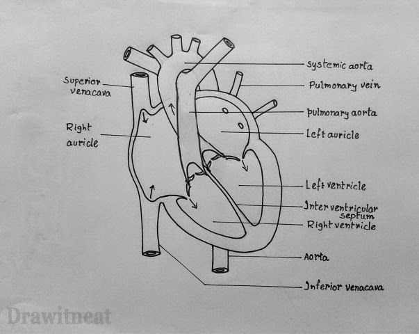 603x480 Draw It Neat How To Draw Internal Structure Of Human Heart - Human Heart Drawing Images