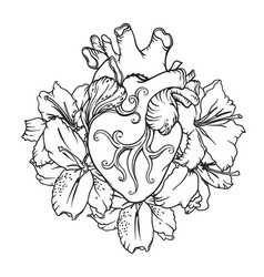 238x250 Huge Collection Of 'anatomical Heart Drawing Outline' Download - Human Heart Drawing Outline