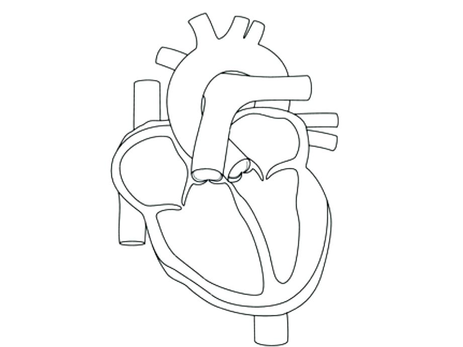 921x690 Human Heart Coloring Pages Anatomy Pdf Drawing Outline Playanamehelp - Human Heart Drawing Outline