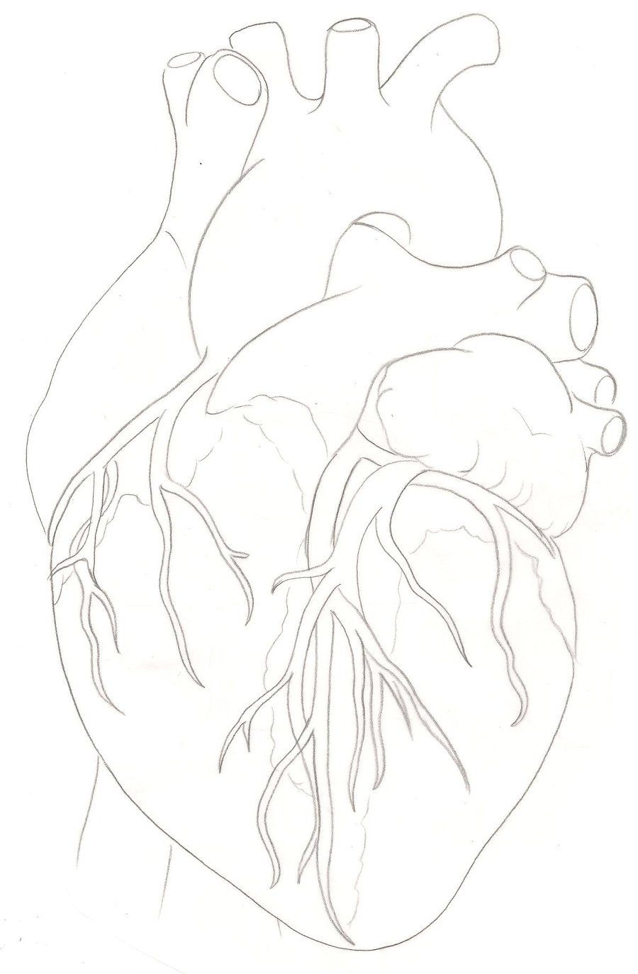 900x1374 Human Heart Tattoo - Human Heart Drawing Outline