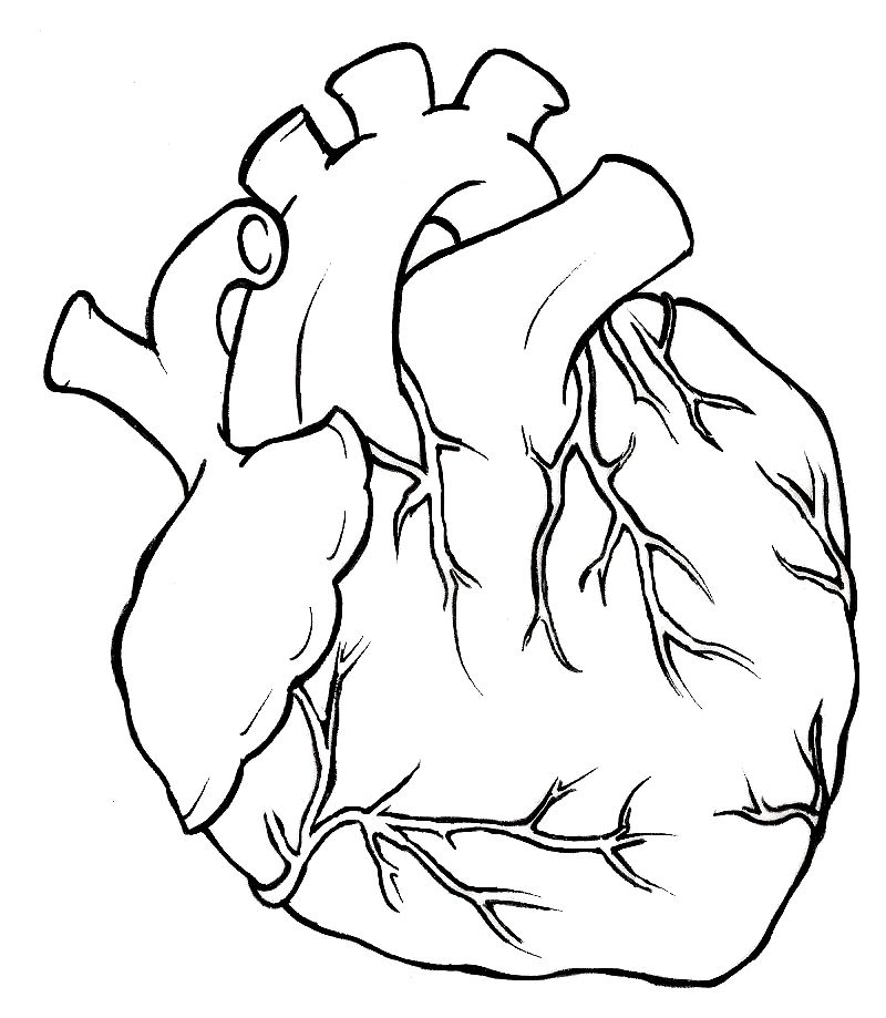 800x919 Human Heart Tattoo - Human Heart Drawing Outline
