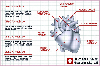 325x213 Human Heart Drawing Free Vector Download - Human Heart Drawing Outline