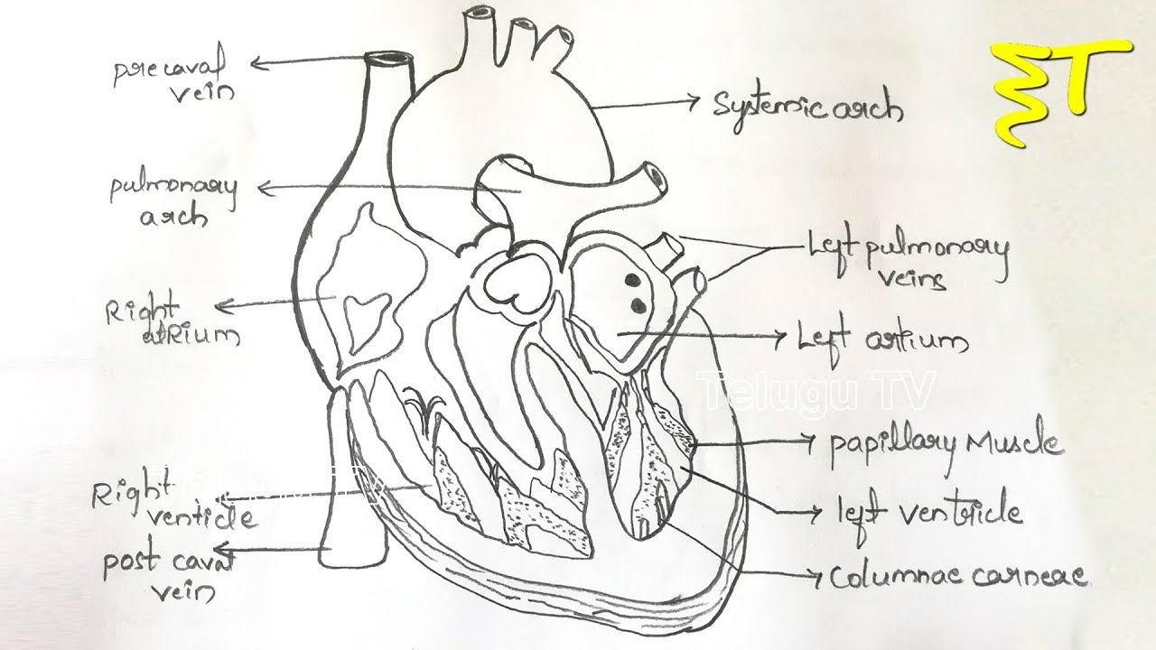 sketch diagram of human heart