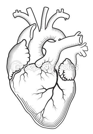 313x449 Anatomical Heart Drawing Outline Arts Anatomical Heart - Human Heart Drawing Outline