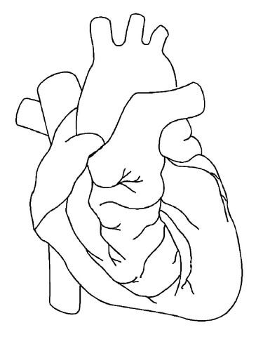 365x480 Papercraft Anatomical Heart Drawing, Heart - Human Heart Drawing Outline