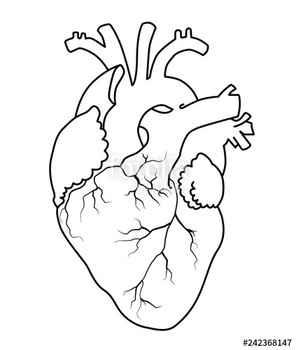 Human Heart Drawing Outline at PaintingValley.com | Explore collection ...
