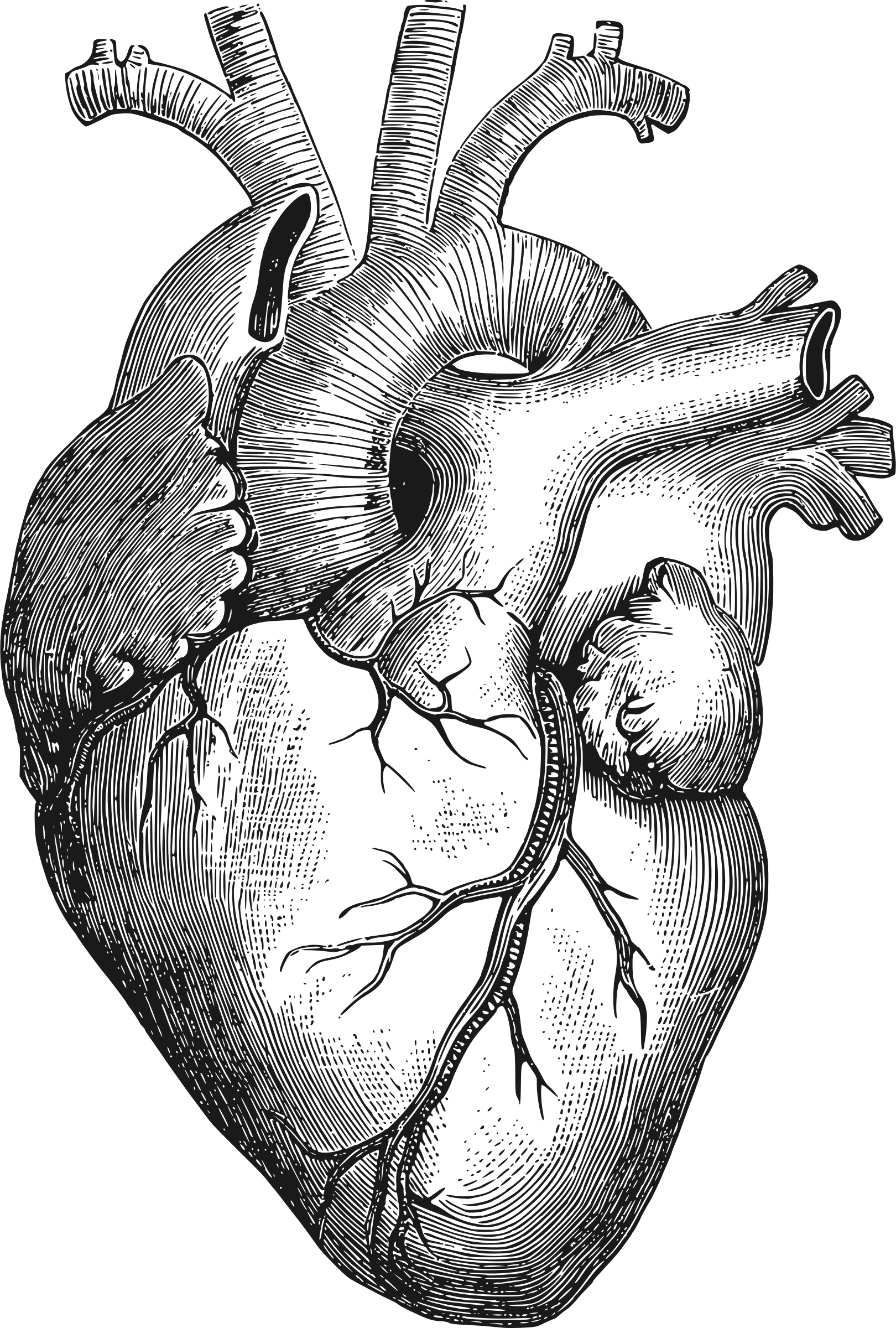 1620x2400 Anatomical Heart Clip Art Free Download - Human Heart Drawing Outline