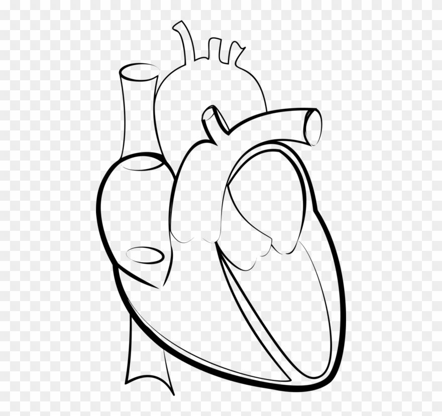 880x829 Drawing Line Art Heart Hartlijn - Human Heart Drawing Outline