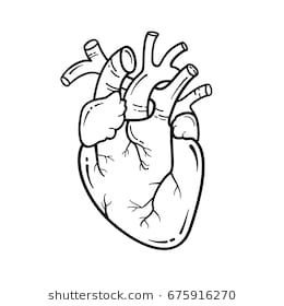260x280 how to draw a simple heart diagram elegant how to draw human heart - Human Heart Drawing Outline