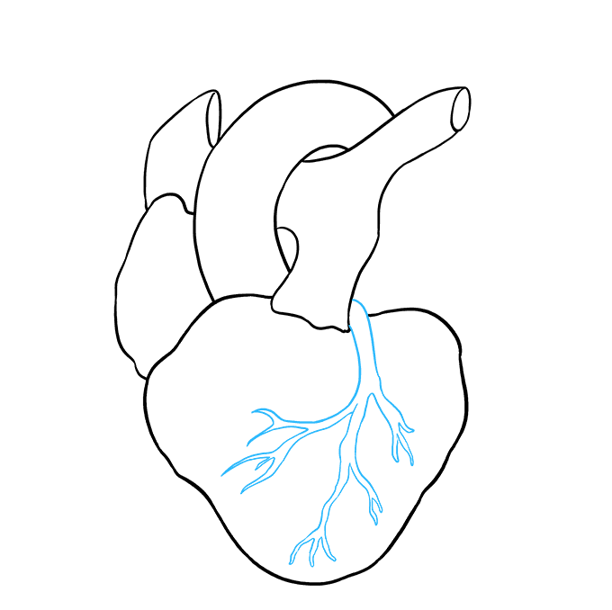 680x678 Easy Drawing Human Heart - Human Heart Drawing Simple