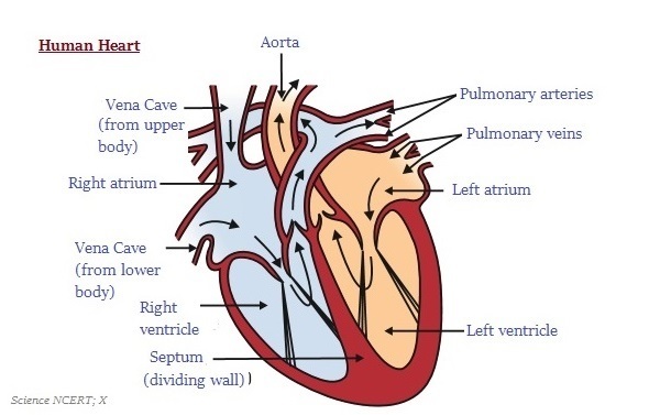 600x377 Easy Steps To Draw Human Heart - Human Heart Drawing Simple