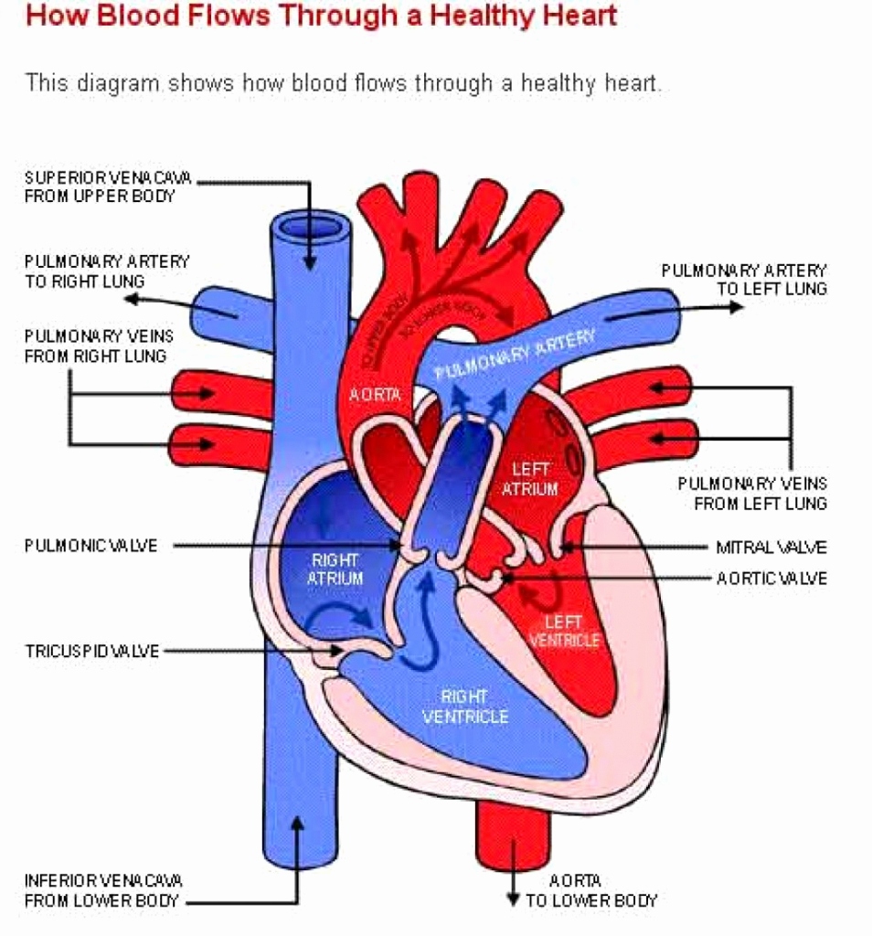 Simple Human Heart Drawings