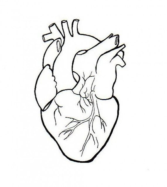 570x638 human heart embroidery anatomical line art simple embroidery - Human Heart Drawing Simple