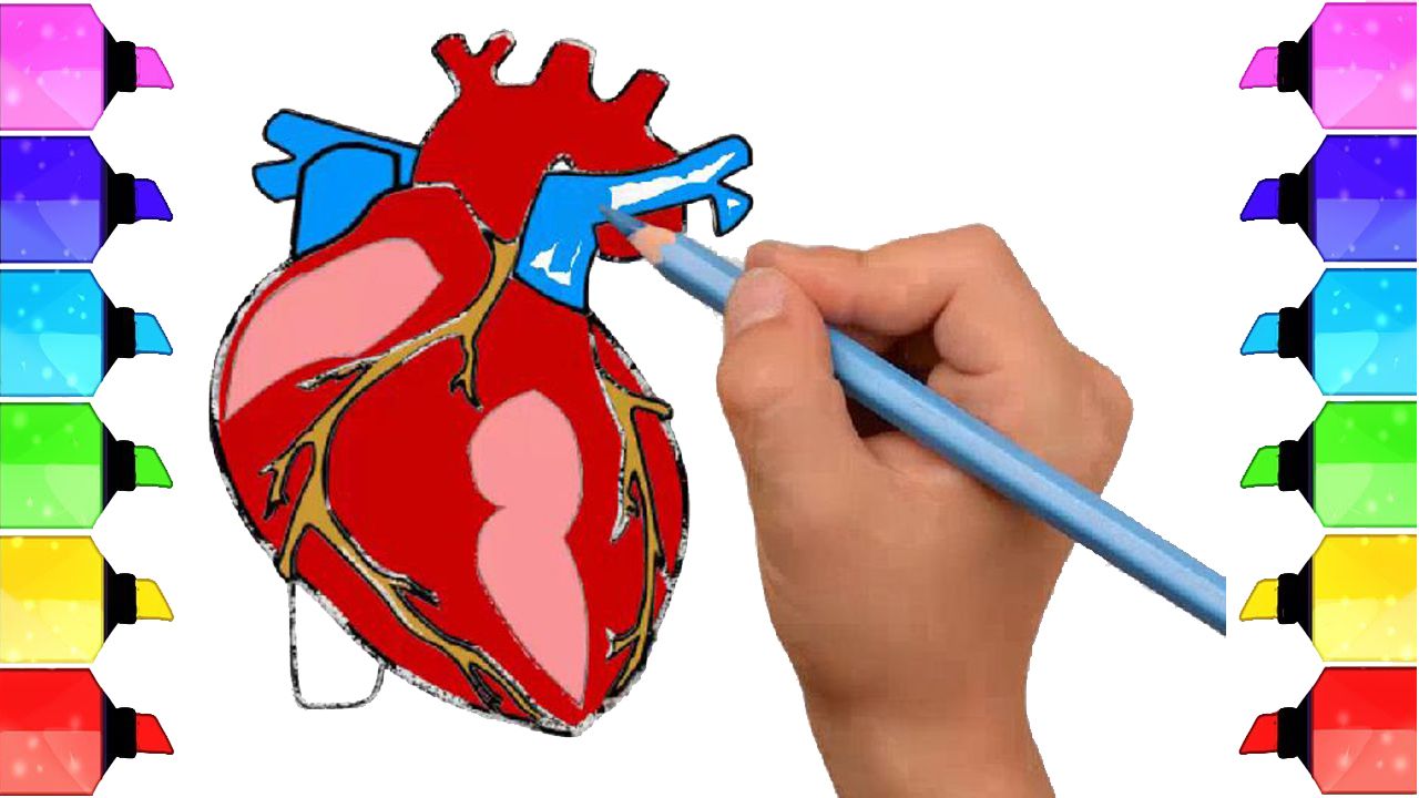 1280x720 Human Heart Simple Diagram Learn Schematic Diagram - Human Heart Drawing Simple