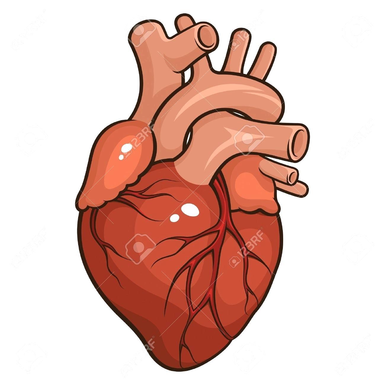 drawing of human heart easy