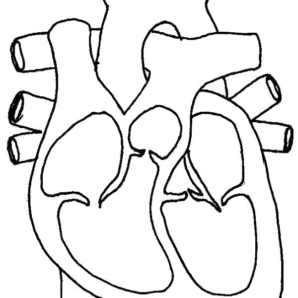 600x600 Simple Human Heart Diagram Labeled Of The Structure - Human Heart Drawing Simple
