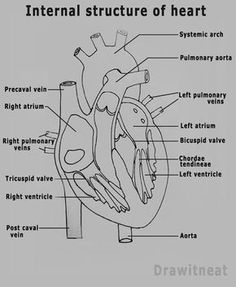 236x287 Draw It Neat How To Draw Internal Structure Of Human Heart - Human Heart Drawing Simple