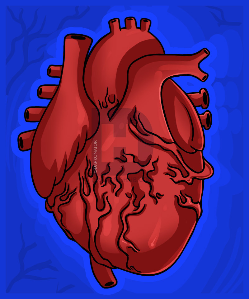800x960 How To Draw A Human Heart, Step - Human Heart Drawing Steps
