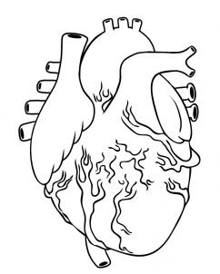 242x302 How To Draw A Human Heart, Step - Human Heart Drawing Steps