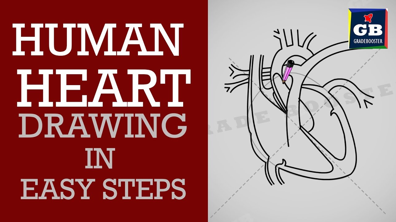 1280x720 How To Draw Human Heart In Easy Stepslife Processes Ncert Class - Human Heart Drawing Steps