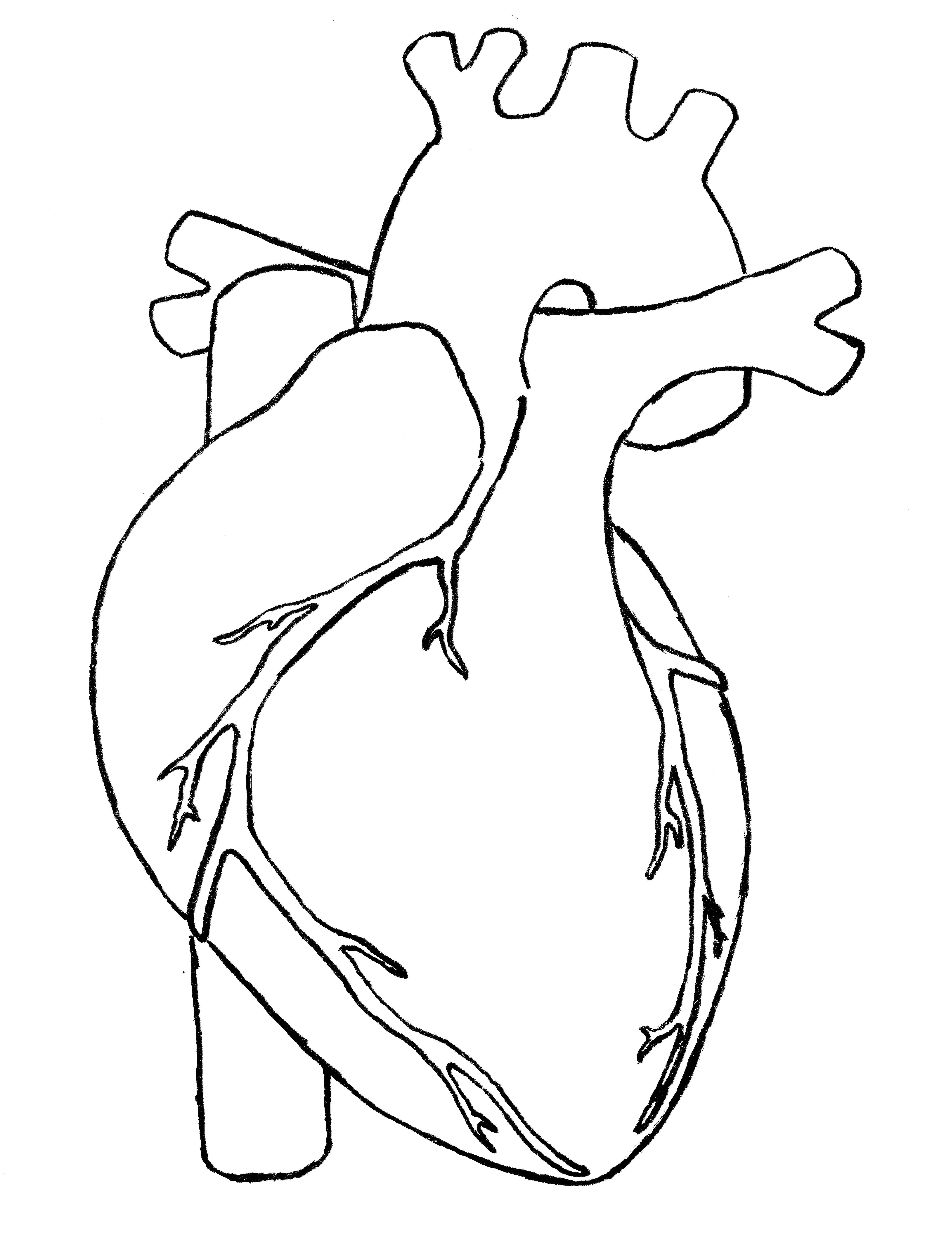 6191x8085 Huge Collection Of 'human Heart Simple Drawing' Download More - Human Heart Drawing Steps