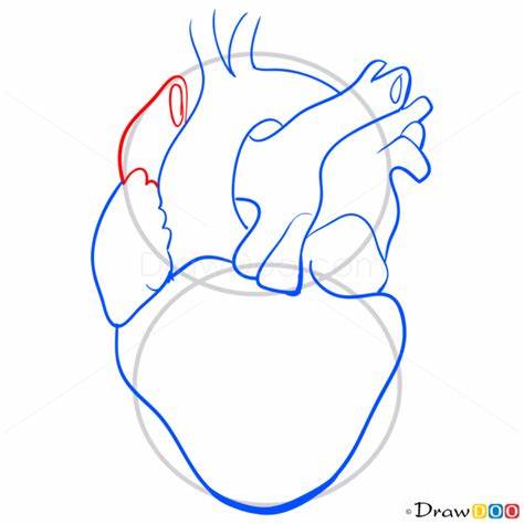 474x474 Human Heart Drawing Steps Gtgt - Human Heart Drawing Steps