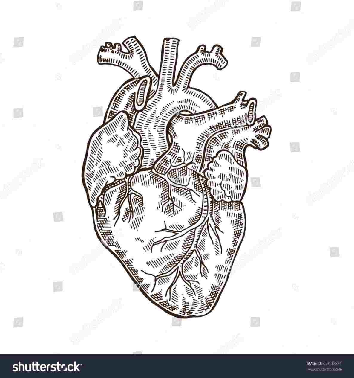 1185x1264 Draw A Human Heart Steps With Pictures Wikihowrhwikihowcom Actual - Human Heart Drawing Steps