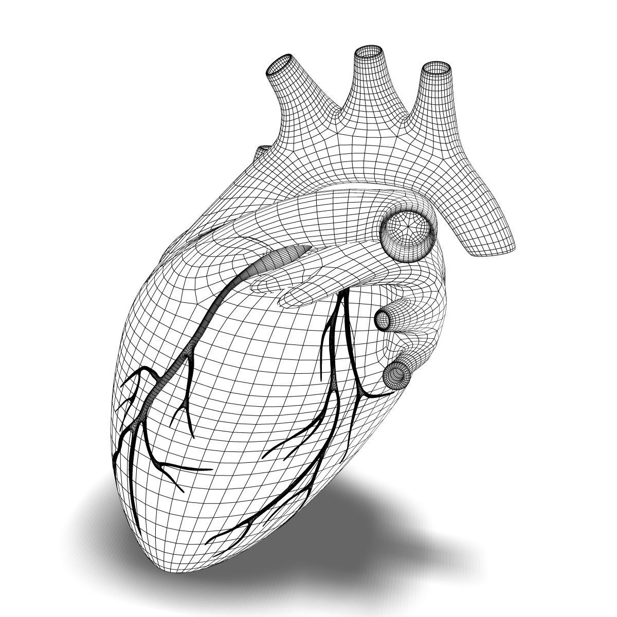 1200x1200 Human Heart Cutaway Anatomy Model Section Cgtrader - Human Heart Line Drawing