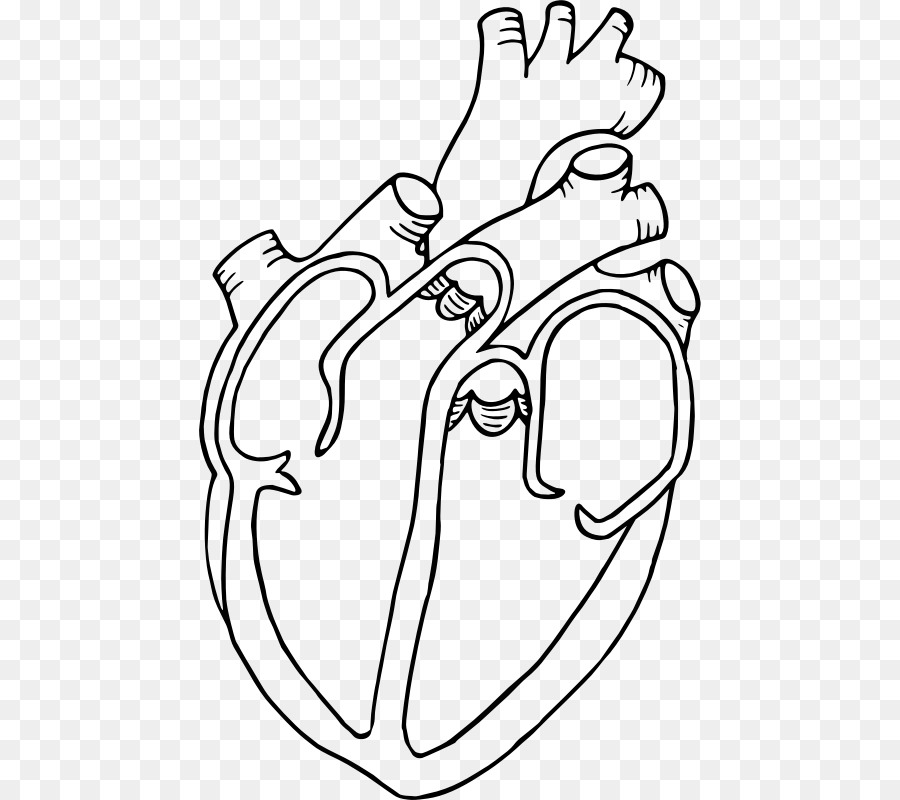 900x800 Human Heart Drawing - Human Heart Line Drawing