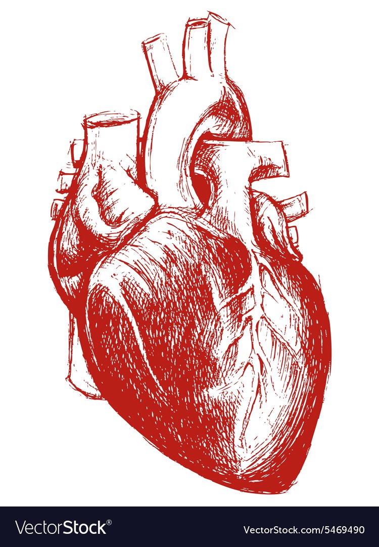 750x1080 Human Heart Drawing Line Work Vector - Human Heart Line Drawing