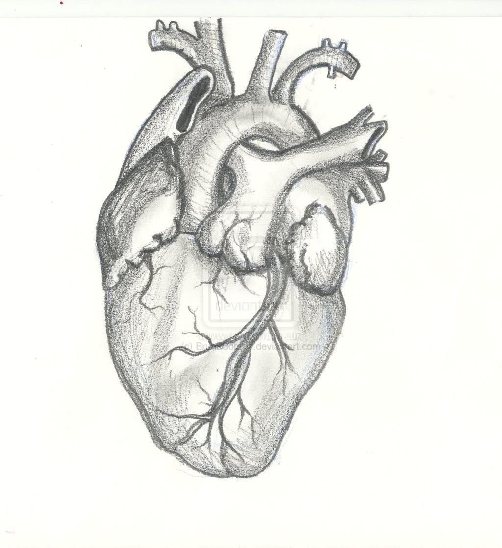 Human Heart Line Drawing at PaintingValley.com | Explore collection of ...