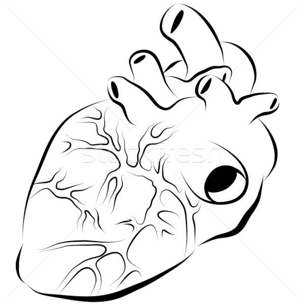 600x600 Human Heart Ink Drawing Vector Illustration John Takai - Human Heart Line Drawing
