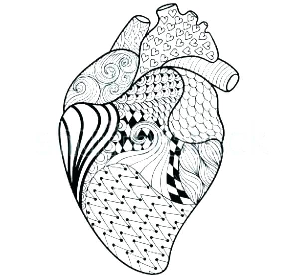 600x562 Human Heart Line Drawing At Free For Personal Use Coloring - Human Heart Line Drawing