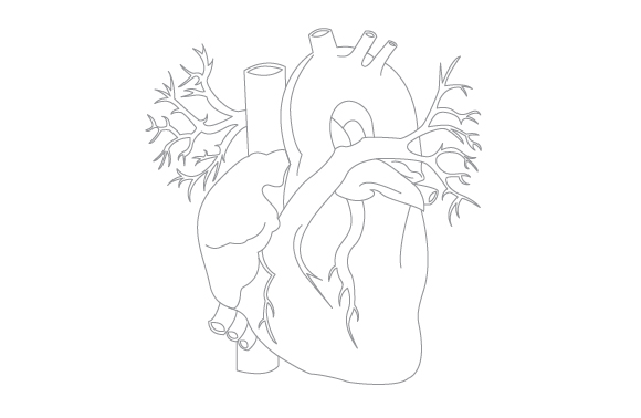 580x378 Human Heart Line Drawing - Human Heart Line Drawing